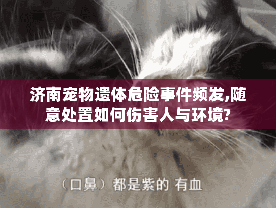 济南宠物遗体危险事件频发,随意处置如何伤害人与环境?
