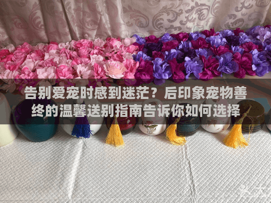 告别爱宠时感到迷茫？后印象宠物善终的温馨送别指南告诉你如何选择
