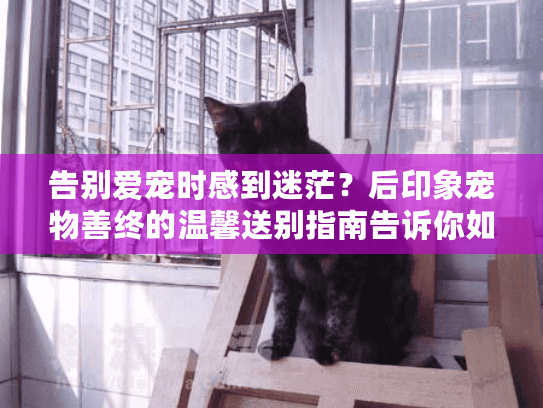 告别爱宠时感到迷茫？后印象宠物善终的温馨送别指南告诉你如何选择