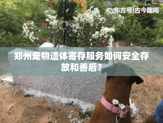 郑州宠物遗体寄存服务如何安全存放和善后？