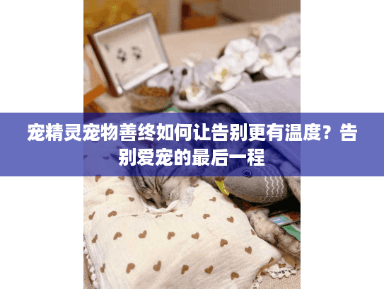 宠精灵宠物善终如何让告别更有温度？告别爱宠的最后一程
