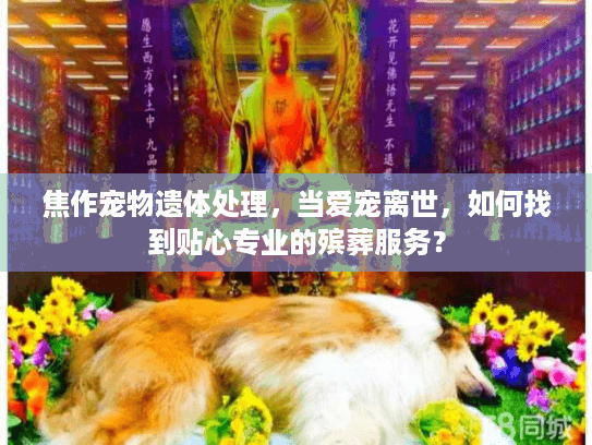 焦作宠物遗体处理，当爱宠离世，如何找到贴心专业的殡葬服务？
