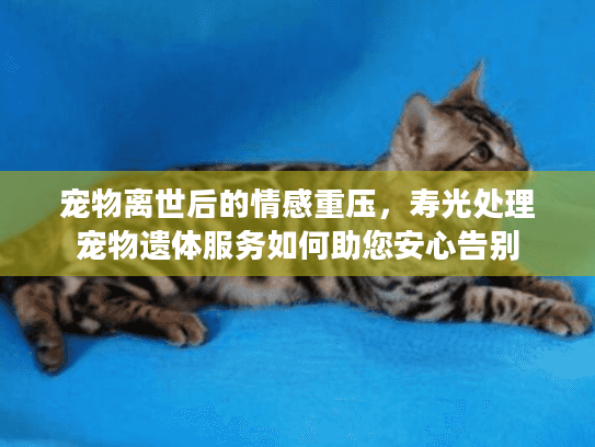 宠物离世后的情感重压，寿光处理宠物遗体服务如何助您安心告别