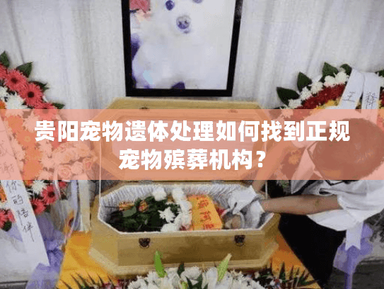 贵阳宠物遗体处理如何找到正规宠物殡葬机构？