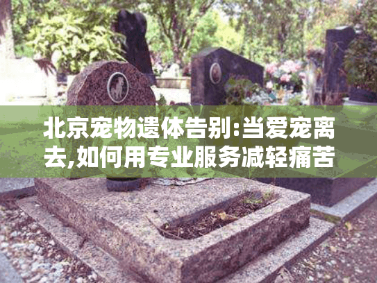 北京宠物遗体告别:当爱宠离去,如何用专业服务减轻痛苦?