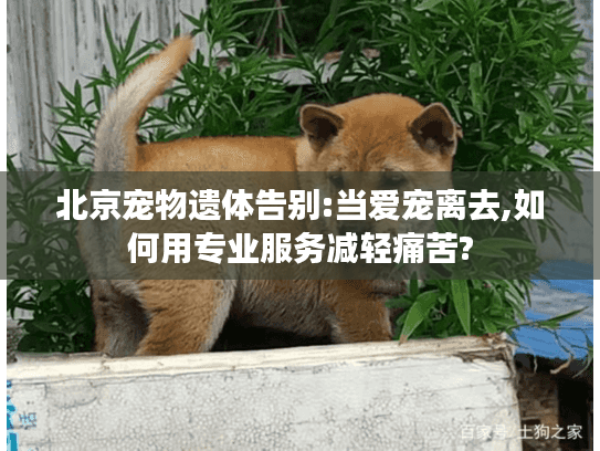 北京宠物遗体告别:当爱宠离去,如何用专业服务减轻痛苦?