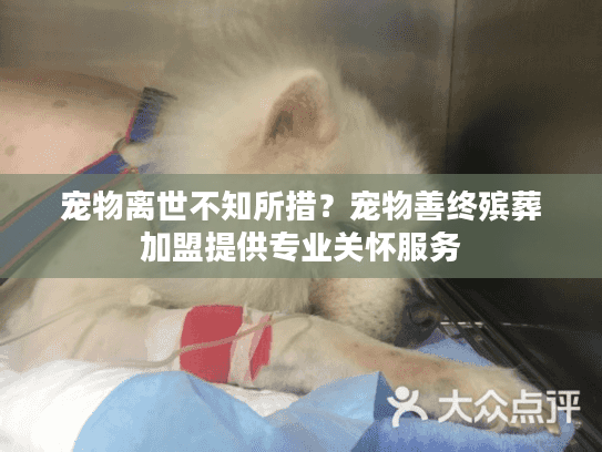 宠物离世不知所措？宠物善终殡葬加盟提供专业关怀服务