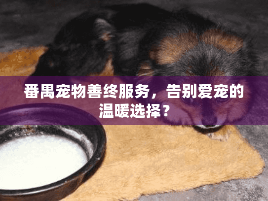 番禺宠物善终服务，告别爱宠的温暖选择？