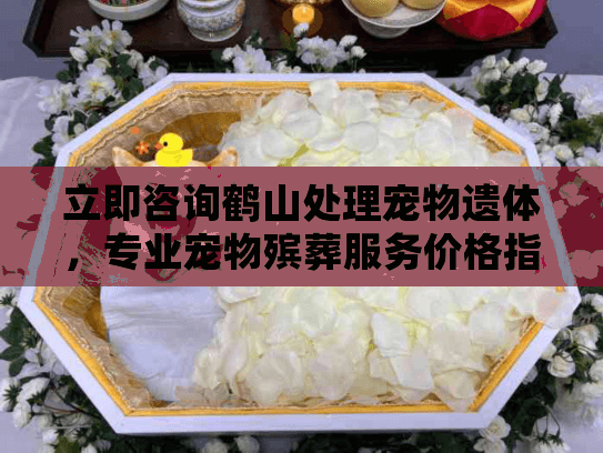 立即咨询鹤山处理宠物遗体，专业宠物殡葬服务价格指南