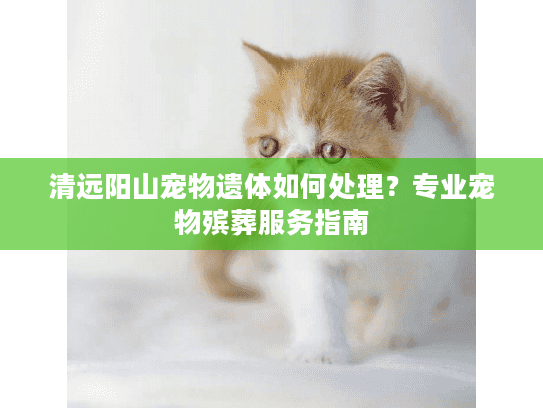 清远阳山宠物遗体如何处理？专业宠物殡葬服务指南