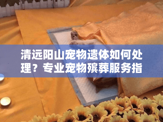 清远阳山宠物遗体如何处理？专业宠物殡葬服务指南