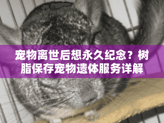 宠物离世后想永久纪念?树脂保存宠物遗体服务详解 宠物离世后想永久纪念?树脂保存宠物遗体服务详解