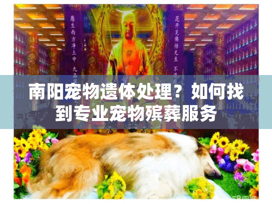 南阳宠物遗体处理？如何找到专业宠物殡葬服务