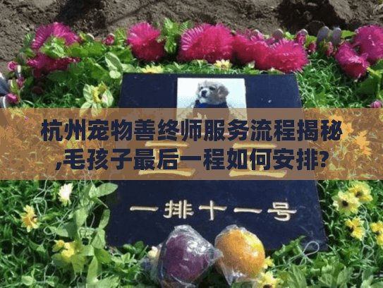 杭州宠物善终师服务流程揭秘,毛孩子最后一程如何安排?