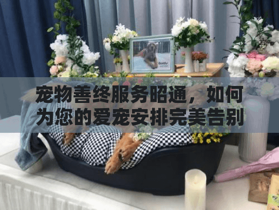 宠物善终服务昭通，如何为您的爱宠安排完美告别？