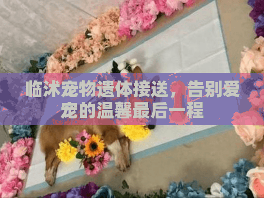 临沭宠物遗体接送，告别爱宠的温馨最后一程
