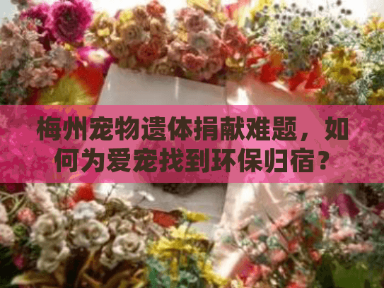 梅州宠物遗体捐献难题，如何为爱宠找到环保归宿？