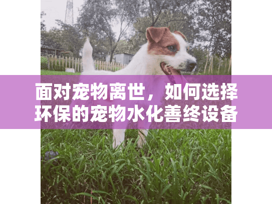 面对宠物离世，如何选择环保的宠物水化善终设备？
