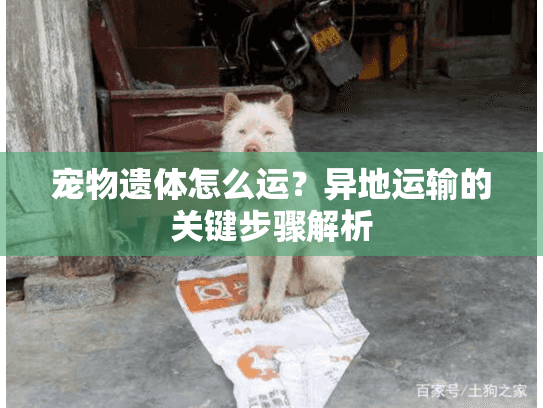 宠物遗体怎么运？异地运输的关键步骤解析