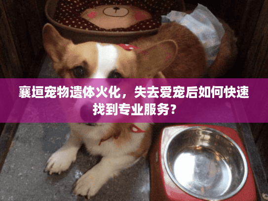 襄垣宠物遗体火化，失去爱宠后如何快速找到专业服务？