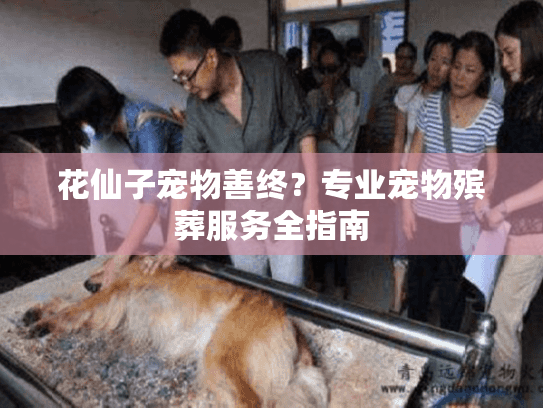 花仙子宠物善终？专业宠物殡葬服务全指南