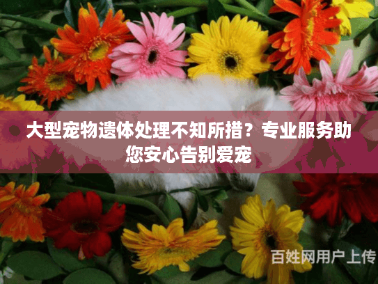 大型宠物遗体处理不知所措？专业服务助您安心告别爱宠