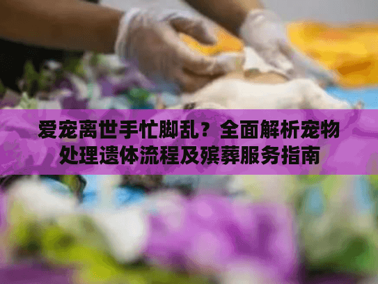 爱宠离世手忙脚乱？全面解析宠物处理遗体流程及殡葬服务指南