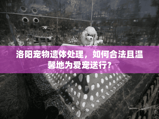 洛阳宠物遗体处理，如何合法且温馨地为爱宠送行？