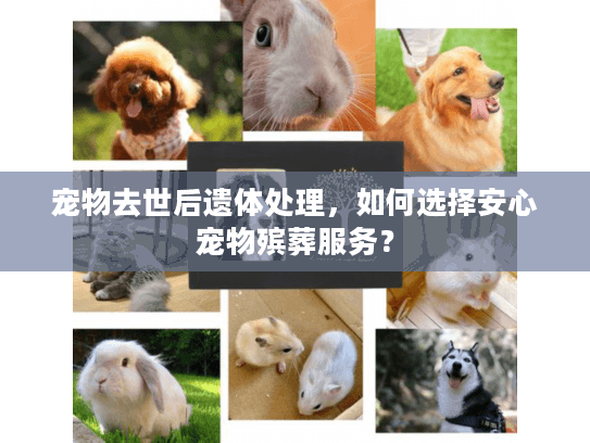 宠物去世后遗体处理，如何选择安心宠物殡葬服务？