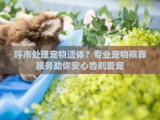 呼市处理宠物遗体？专业宠物殡葬服务助你安心告别爱宠
