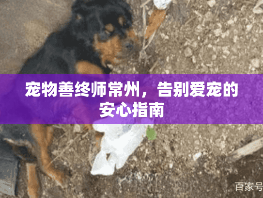 宠物善终师常州，告别爱宠的安心指南
