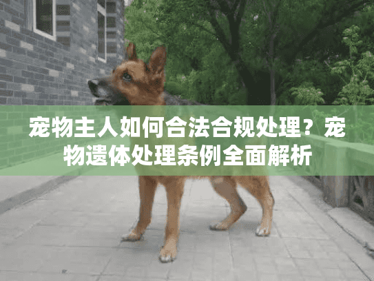 宠物主人如何合法合规处理？宠物遗体处理条例全面解析