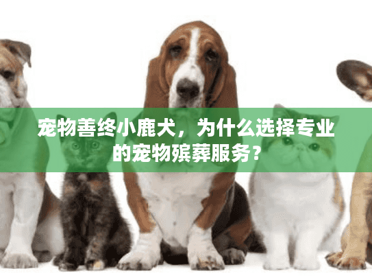 宠物善终小鹿犬，为什么选择专业的宠物殡葬服务？
