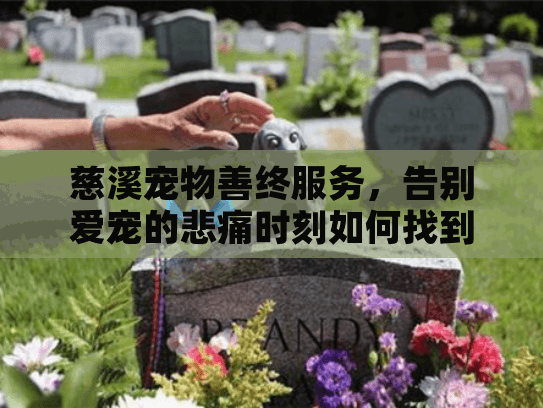慈溪宠物善终服务，告别爱宠的悲痛时刻如何找到专业支持？