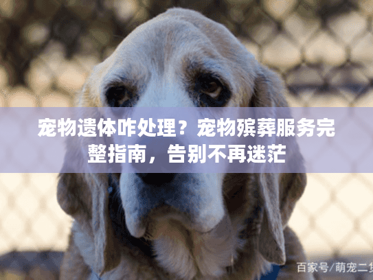 宠物遗体咋处理？宠物殡葬服务完整指南，告别不再迷茫