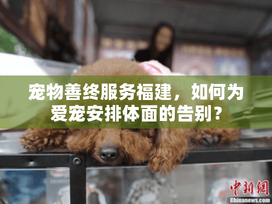 宠物善终服务福建，如何为爱宠安排体面的告别？