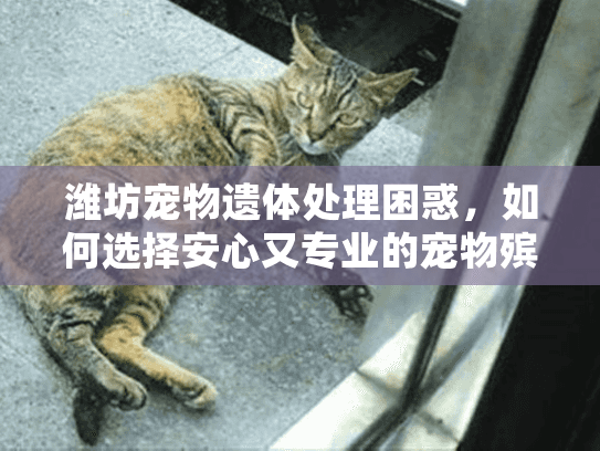 潍坊宠物遗体处理困惑，如何选择安心又专业的宠物殡葬服务？