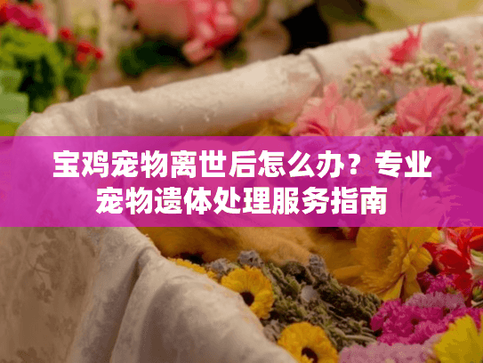 宝鸡宠物离世后怎么办？专业宠物遗体处理服务指南