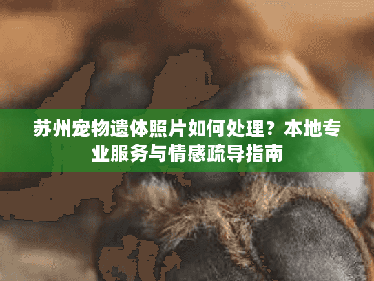 苏州宠物遗体照片如何处理？本地专业服务与情感疏导指南