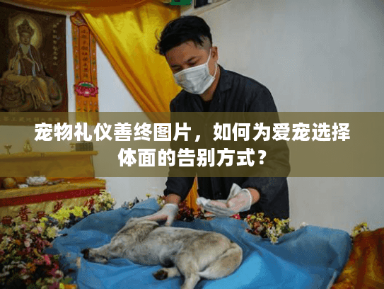 宠物礼仪善终图片，如何为爱宠选择体面的告别方式？