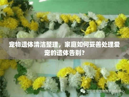 宠物遗体清洁整理，家庭如何妥善处理爱宠的遗体告别？