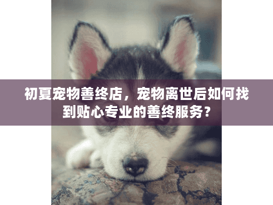 初夏宠物善终店，宠物离世后如何找到贴心专业的善终服务？
