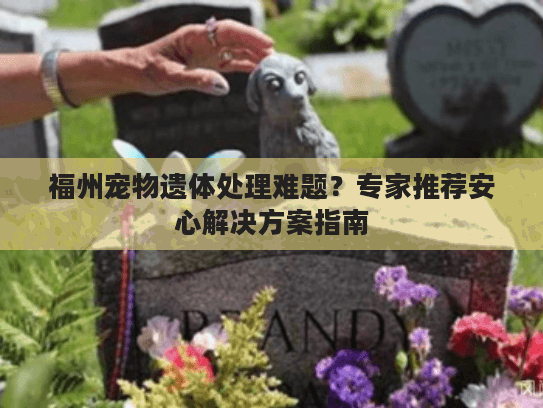 福州宠物遗体处理难题？专家推荐安心解决方案指南