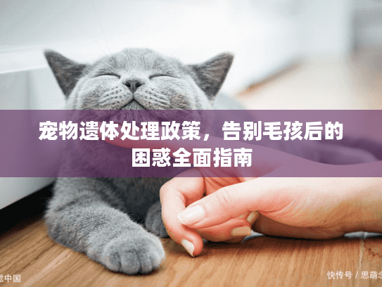 宠物遗体处理政策，告别毛孩后的困惑全面指南