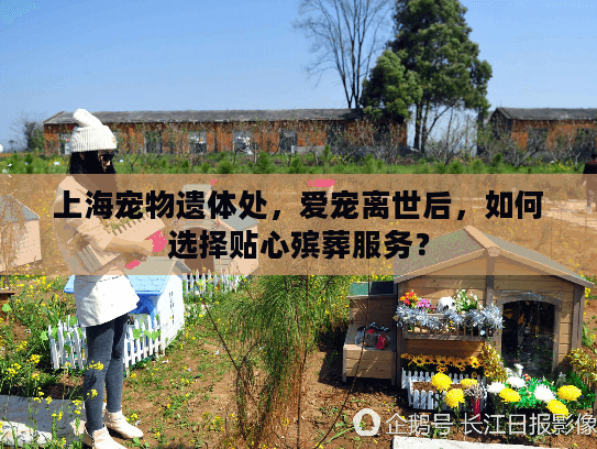 上海宠物遗体处，爱宠离世后，如何选择贴心殡葬服务？