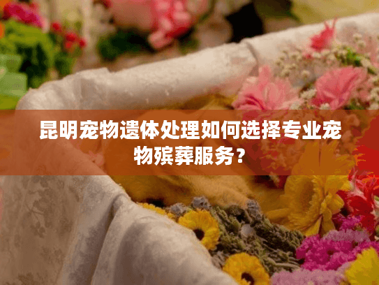 昆明宠物遗体处理如何选择专业宠物殡葬服务？