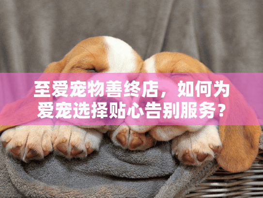 至爱宠物善终店，如何为爱宠选择贴心告别服务？
