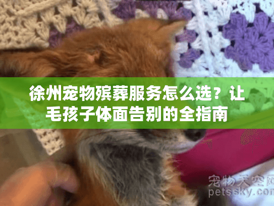 徐州宠物殡葬服务怎么选？让毛孩子体面告别的全指南