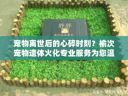 宠物离世后的心碎时刻？榆次宠物遗体火化专业服务为您温暖护航