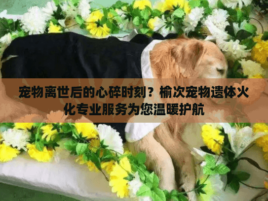 宠物离世后的心碎时刻？榆次宠物遗体火化专业服务为您温暖护航